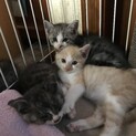 子猫３匹の里親募集。