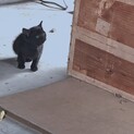 【急募】可愛い双子の黒猫の上の子です！