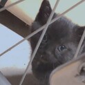 【急募】双子の黒猫ちゃんの下の子です！