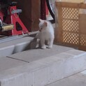 【急募】白猫の子猫ちゃん！