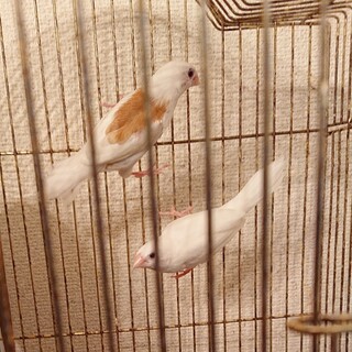 白十姉妹  ペア