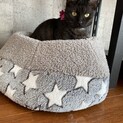 黒トラちゃんの里親様決定‼️