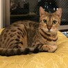 ベンガル２歳くらいメス サムネイル2