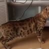 ベンガル２歳くらいメス サムネイル3
