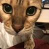 ベンガル２歳くらいメス サムネイル4
