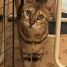 ベンガル２歳くらいメス サムネイル5