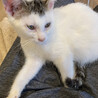 白キジの男の子の里親さん募集！ サムネイル3