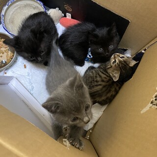 里親になって下さった皆様、ありがとうございました！