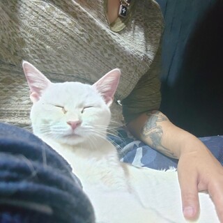 人懐っこい白猫(黒点あり)のミンジちゃん