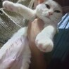 人懐っこい白猫(黒点あり)のミンジちゃん サムネイル3