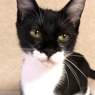 人懐こくて穏やかな美猫のミリちゃん