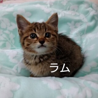 お膝が好きなラムちゃん☆