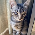 人大好きキジトラ雌4ヵ月避妊手術済み