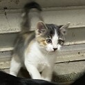 子猫の里親様募集！