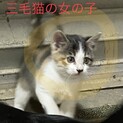 行き先の無くなった子猫です。可愛い三毛猫です。