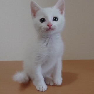 甘えん坊で少しビビりなアタ丸くん☆