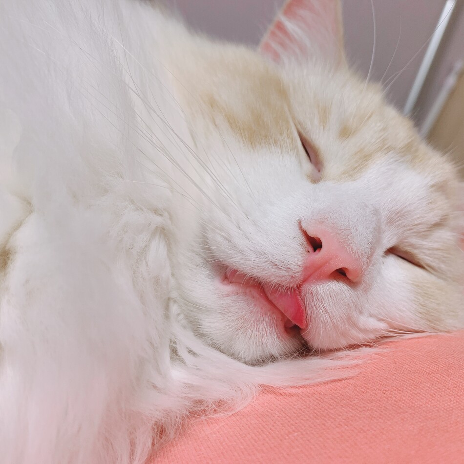 コウのカバー写真