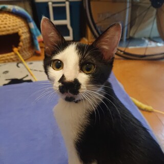 人慣れ良し、愛嬌抜群！ユニークな鼻ひげの子猫