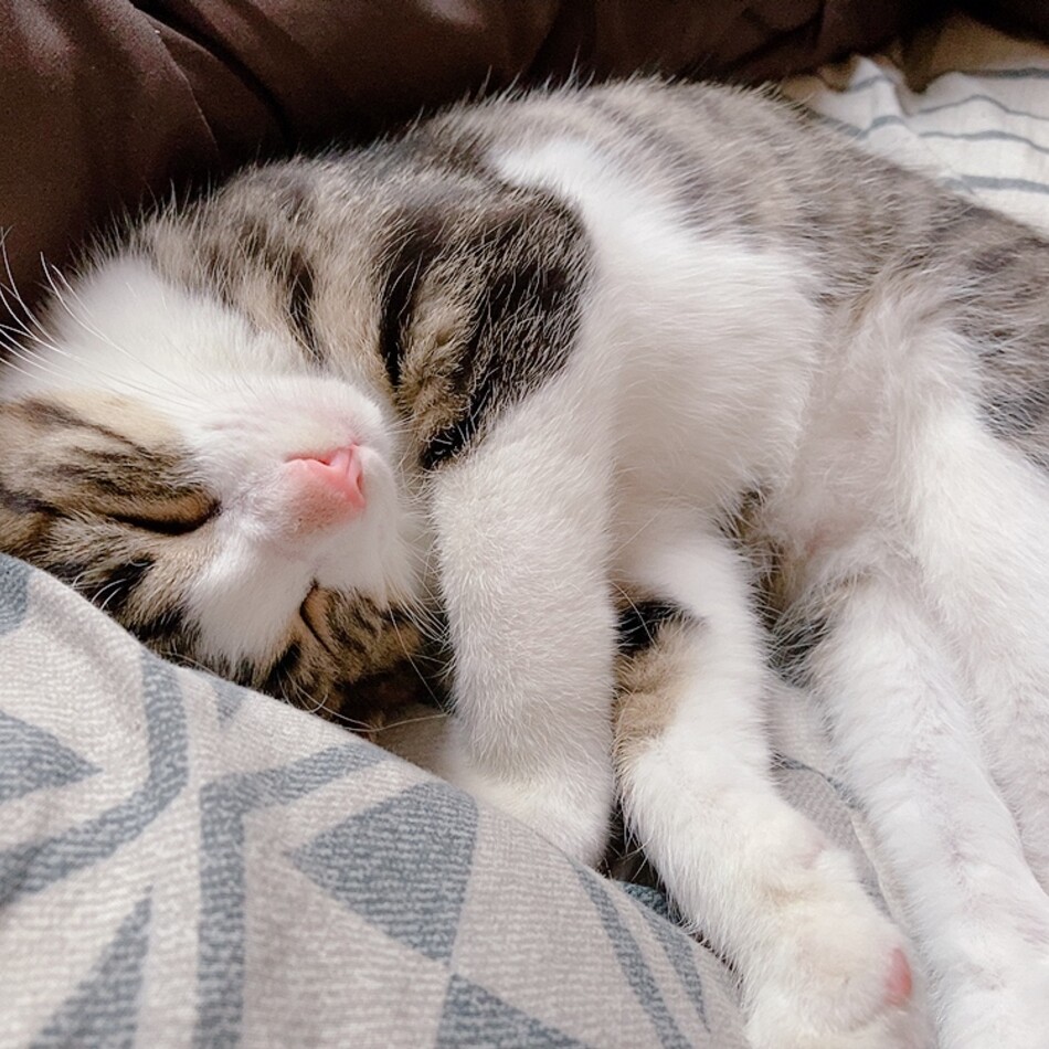 ツナのカバー写真