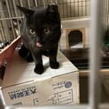 じゃらし大好き黒猫ちゃん