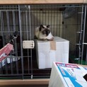 健気なシャムちゃん