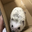 ハリネズミ♀ロゼちゃん