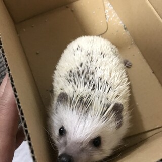 ハリネズミ♀ロゼちゃん