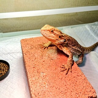 フトアゴヒゲトカゲ ハイカラー