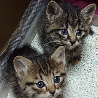 里親決定。母猫死亡で取り残された姉妹