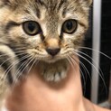 洋猫風キジトラくん