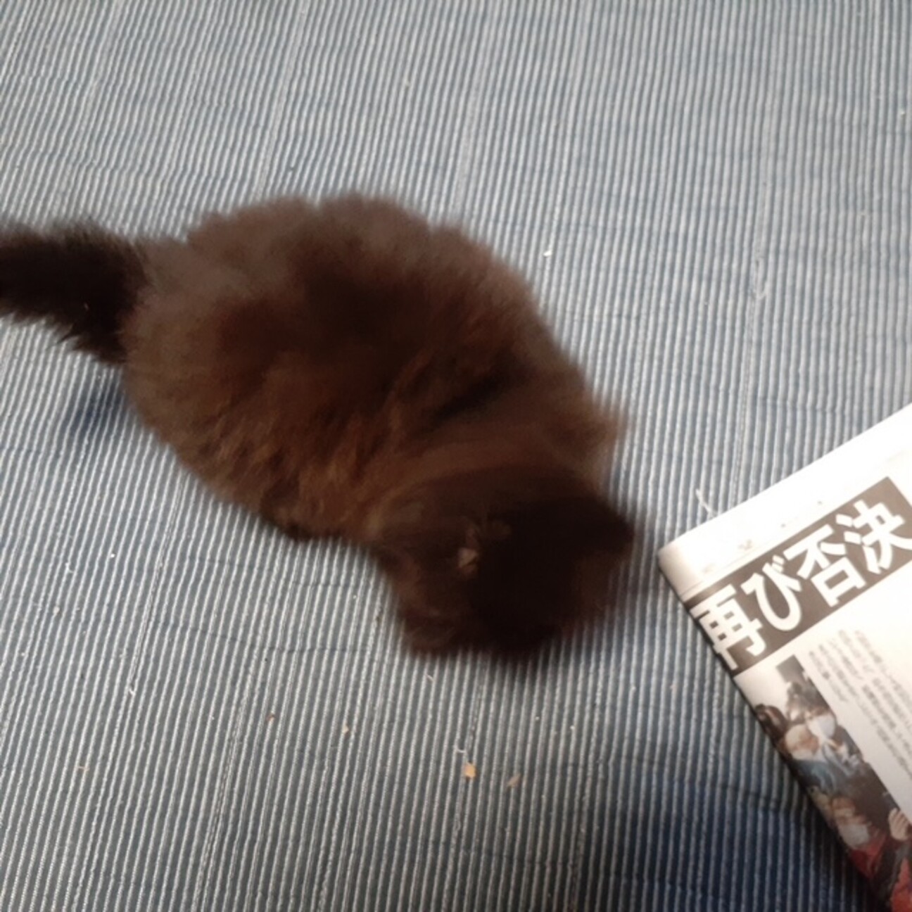 雨の日にカラスに突かれて 兵庫県 猫の里親募集 ペットのおうち 月間利用者150万人