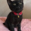 見学歓迎 懐っこいレオくん