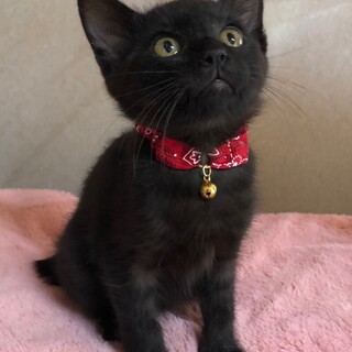 見学歓迎 懐っこいレオくん