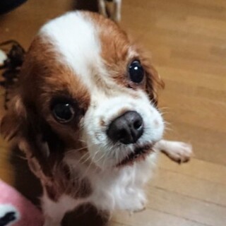 キャバリアキングチャールズスパニエルのたまごちゃん