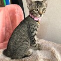 見学歓迎 猫好きタイガくん