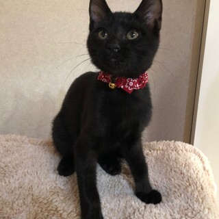 見学歓迎 懐っこい ライくん 