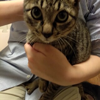 正式譲渡決定！仔猫戦隊ゴレンニャイ：レッズ