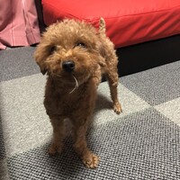 こまち