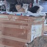 【急募】茶トラの子猫ちゃん！ サムネイル5