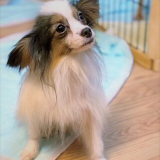 パピヨンのオクトくん