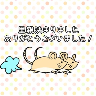 ファンシーラット 兄弟 オス2匹 