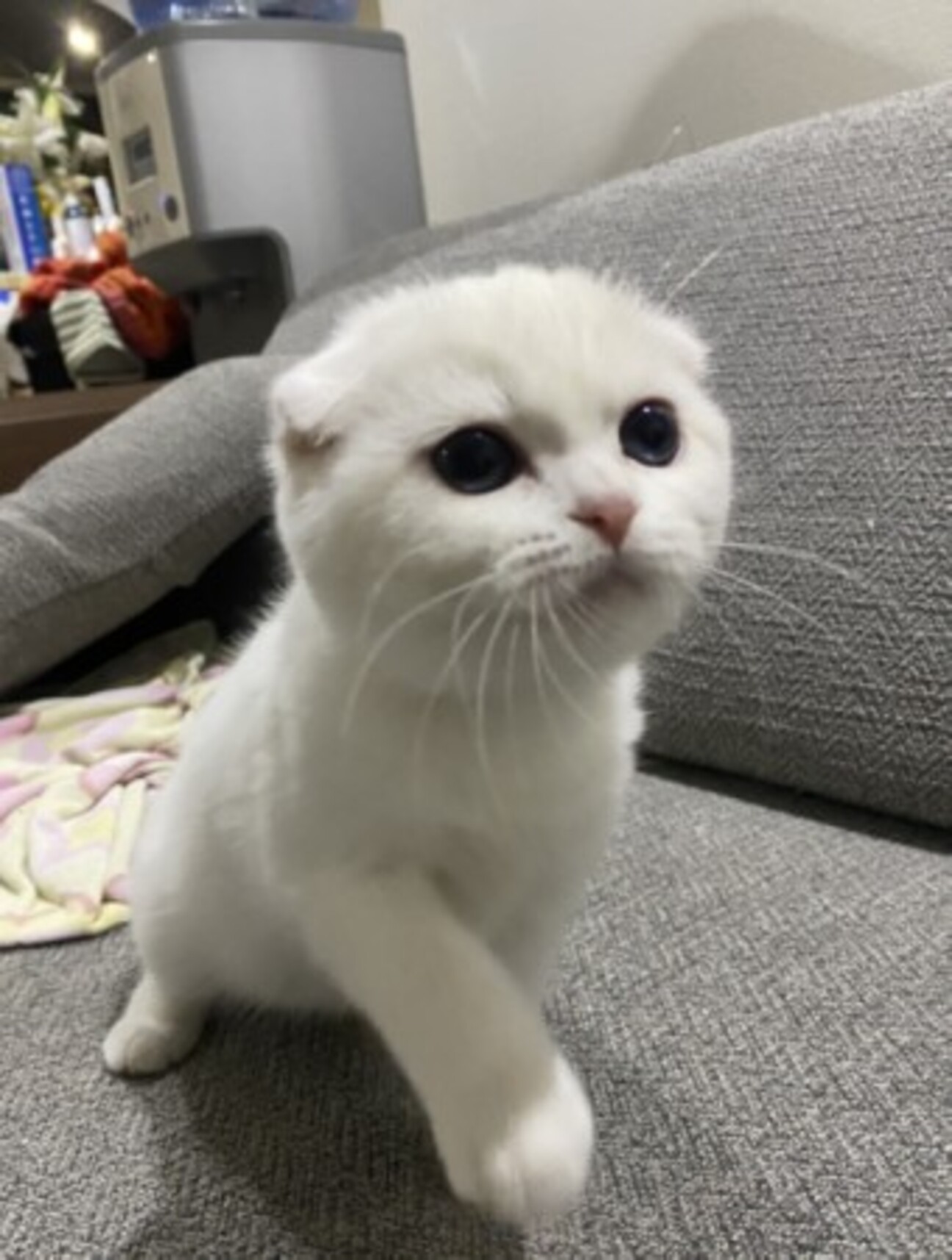 スコティッシュフォールド 東京都 猫の里親募集 ペットのおうち 月間利用者150万人