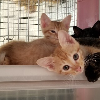 一卵性？しっぽの長い茶トラソックリ兄弟