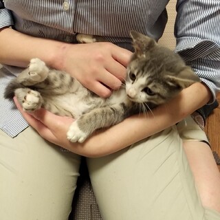 他媒体にて里親決定！仔猫戦隊ゴレンニャイ：ブルーノ