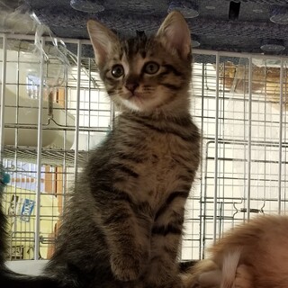 好奇心旺盛の甘えんぼ男の子