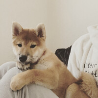 ハニー