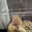 キンクマ