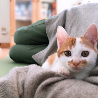 超甘えん坊♪グリちゃん