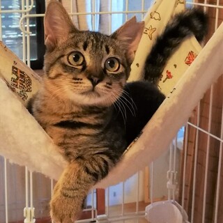 【11/14譲渡会参加】可愛い姉妹の子猫