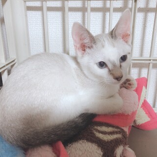 グレーと白の面白い柄の男の子